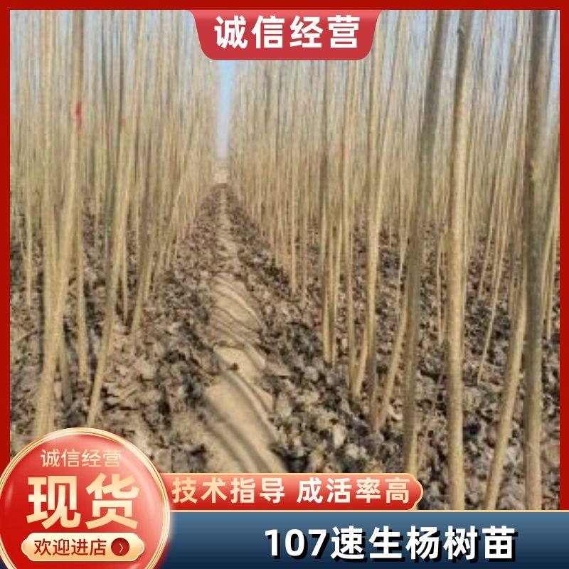107杨树苗//107速生杨树苗//鲁林9号无絮杨树苗