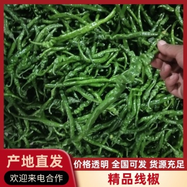 螺线辣椒，陕西螺线辣椒大量上市中质量好欢迎咨询