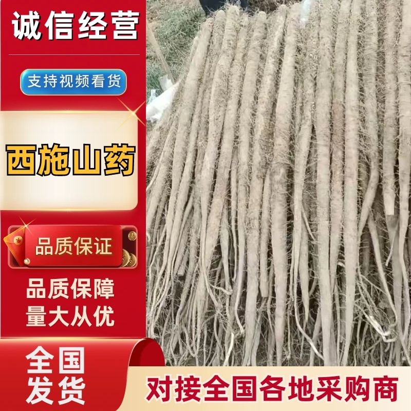 精品山药大量上市高价格可谈量大从优欢迎新老客户