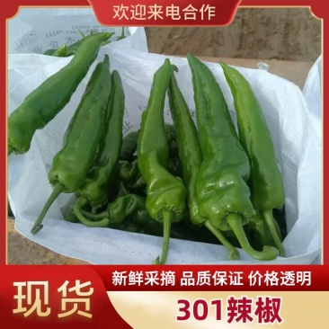 【精选辣椒】河南辣椒-301大辣椒-产地直发-价格优惠