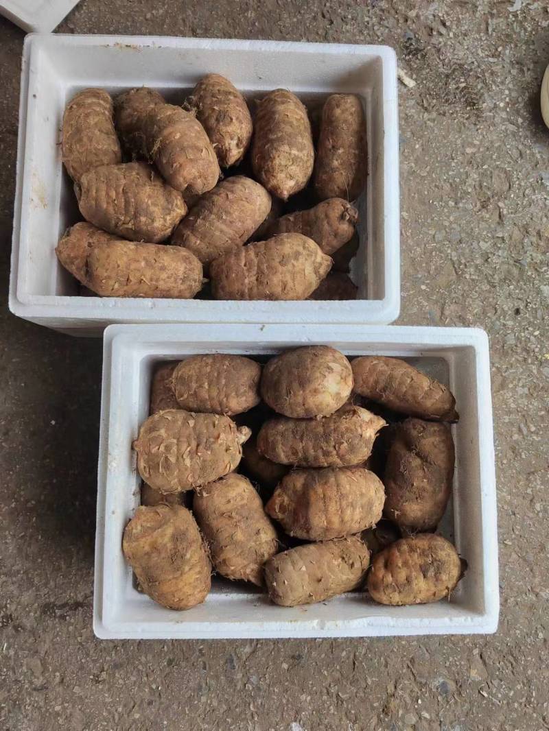 【推荐】精品天麻产地直发价优可视频看货品质保障欢迎
