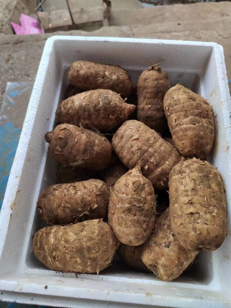 【推荐】精品天麻产地直发价优可视频看货品质保障欢迎