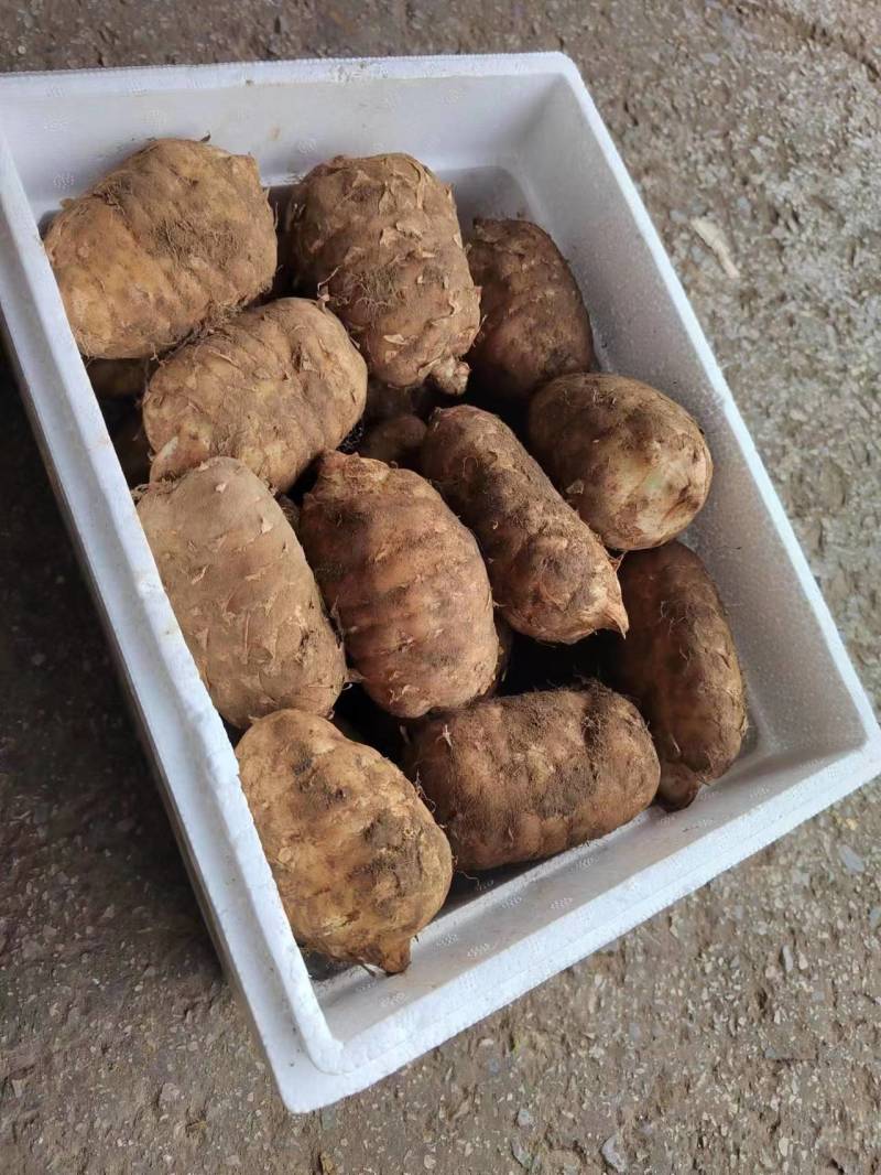 【推荐】精品天麻产地直发价优可视频看货品质保障欢迎