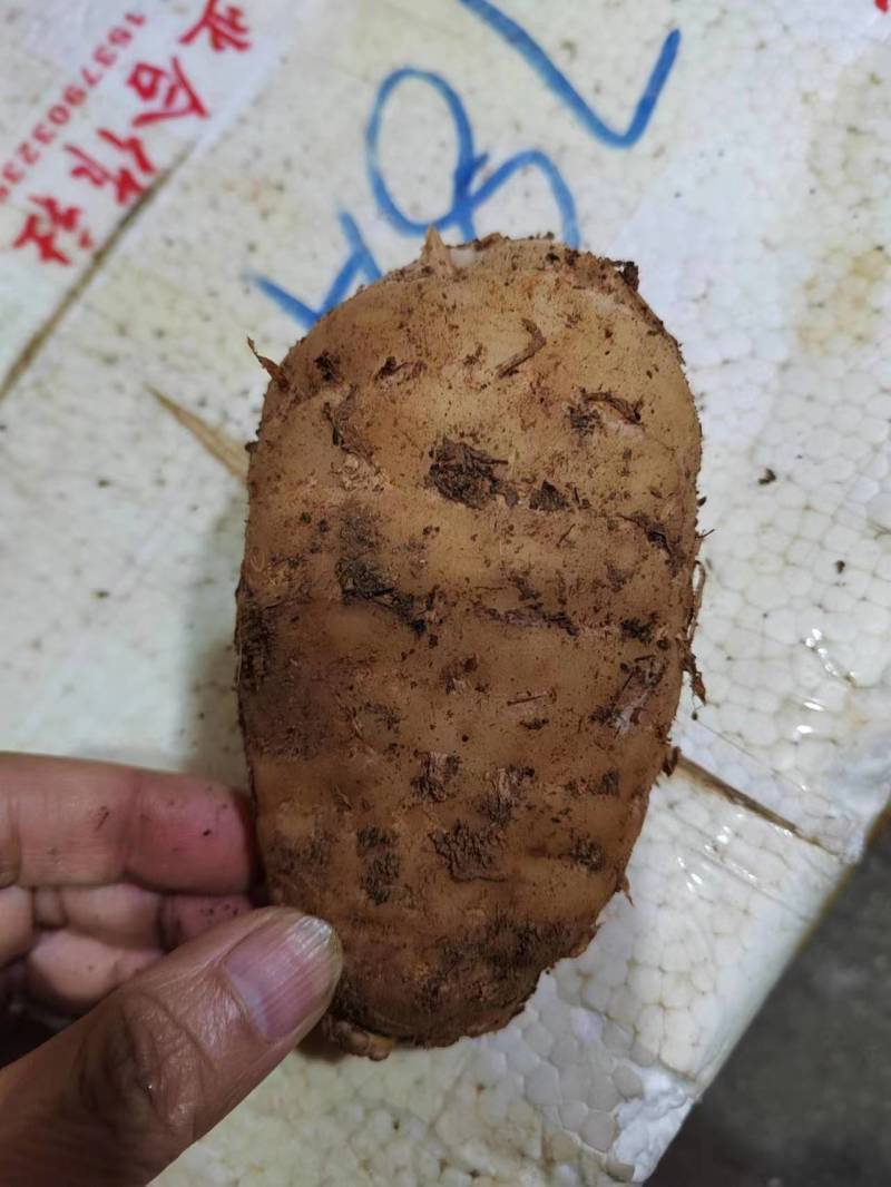 【推荐】精品天麻产地直发价优可视频看货品质保障欢迎