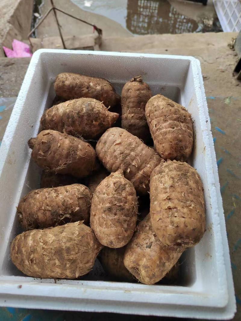 【推荐】精品天麻产地直发价优可视频看货品质保障欢迎