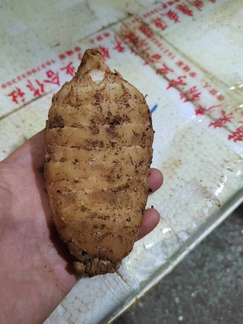 【推荐】精品天麻产地直发价优可视频看货品质保障欢迎
