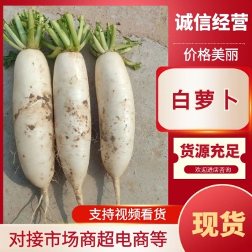 白萝卜河北萝卜产地直发品质保障对接全国市场等