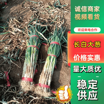 内黄县大葱,价格优惠,质量好,口感好,欢迎各位老板咨询
