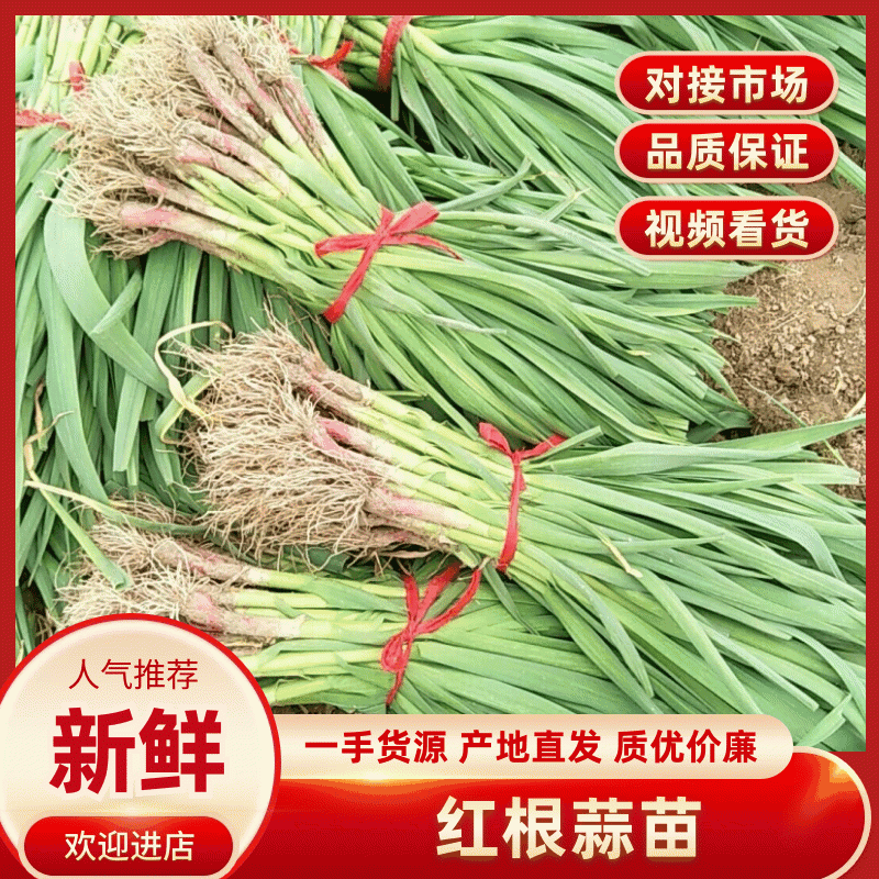 内黄县掐尖红根蒜苗/产地直发/大量上市/欢迎咨询采购