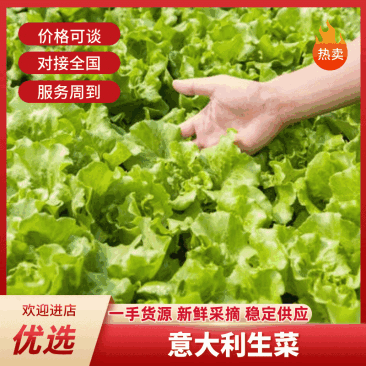 意大利生菜，可实地看货，可视频看货。欢迎各位老板前来选购