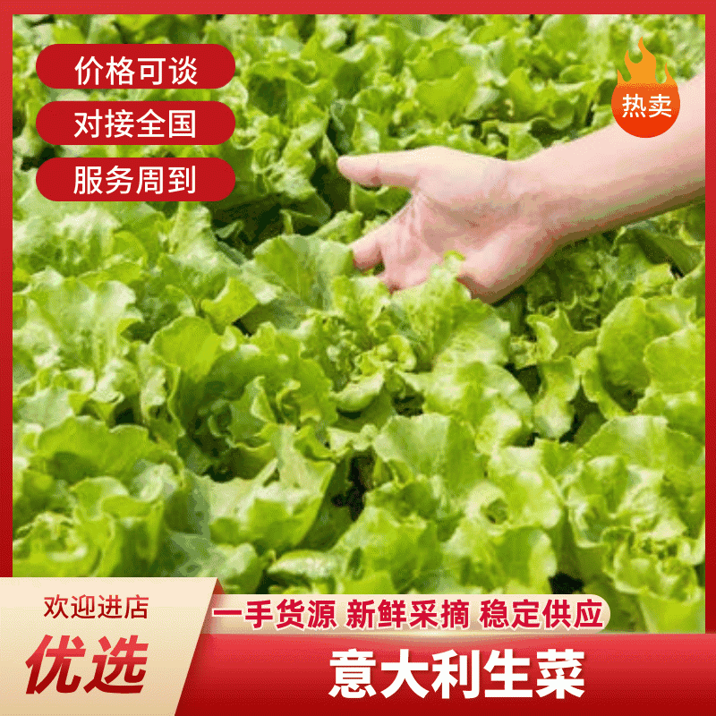意大利生菜，可实地看货，可视频看货。欢迎各位老板前来选购