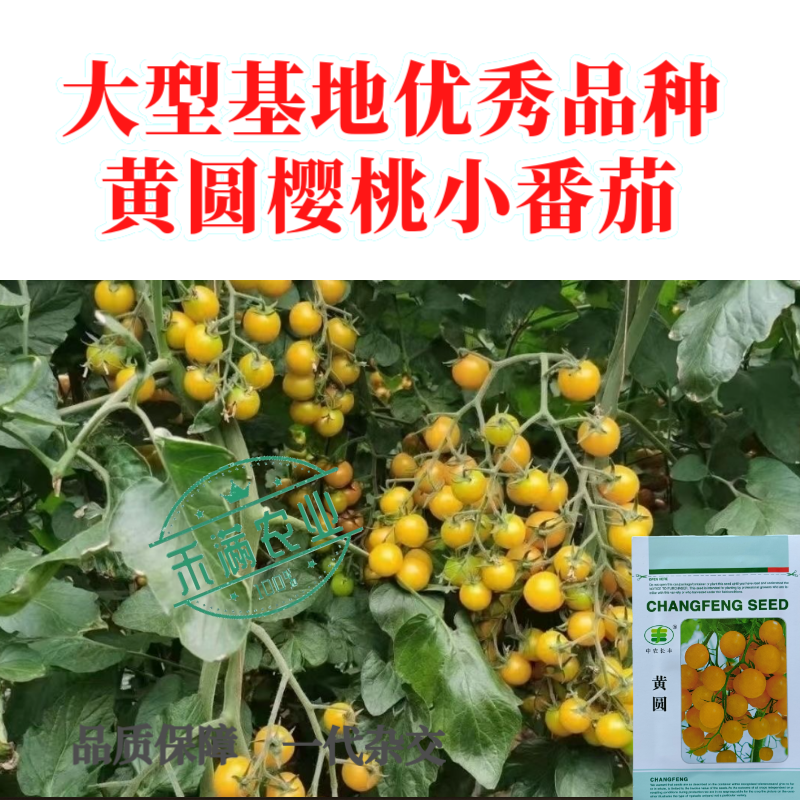 樱桃番茄种子小番茄种子水果西红柿种子口感型早熟圣女果杂交