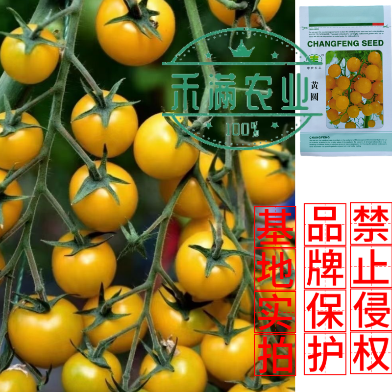 樱桃番茄种子小番茄种子水果西红柿种子口感型早熟圣女果杂交