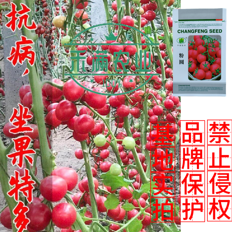 樱桃番茄种子小番茄种子水果西红柿种子口感型早熟圣女果杂交