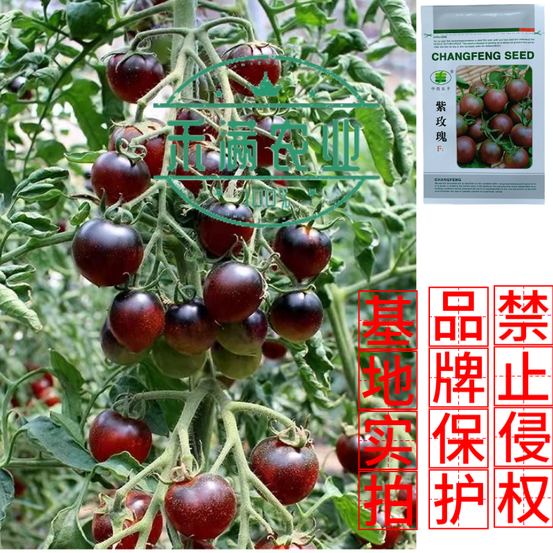 樱桃番茄种子小番茄种子水果西红柿种子口感型早熟圣女果杂交