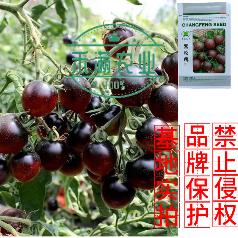 樱桃番茄种子小番茄种子水果西红柿种子口感型早熟圣女果杂交