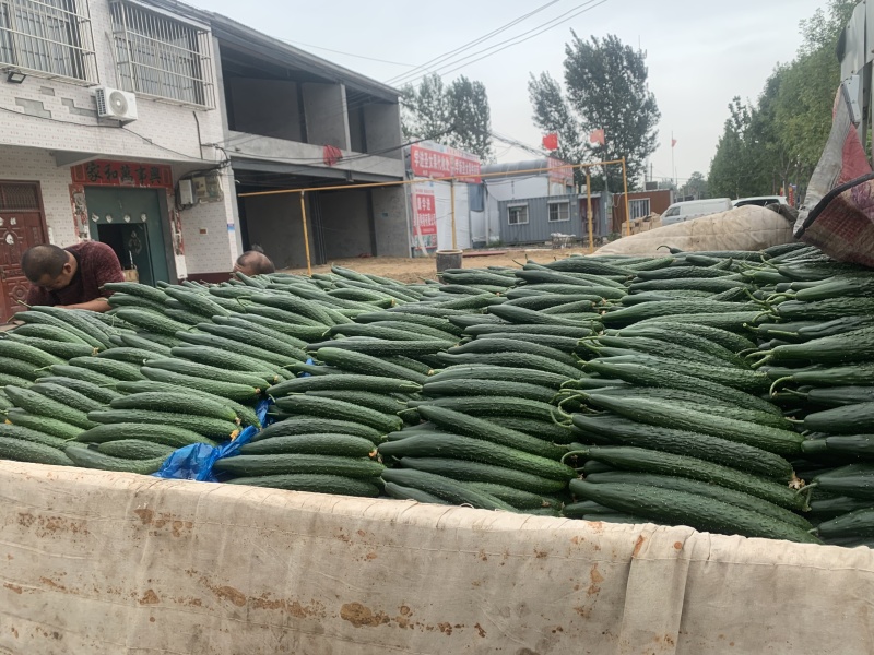 密刺黄瓜新鲜山东黄瓜批发市场商超工厂货欢迎选购