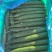 密刺黄瓜新鲜山东黄瓜批发市场商超工厂货欢迎选购