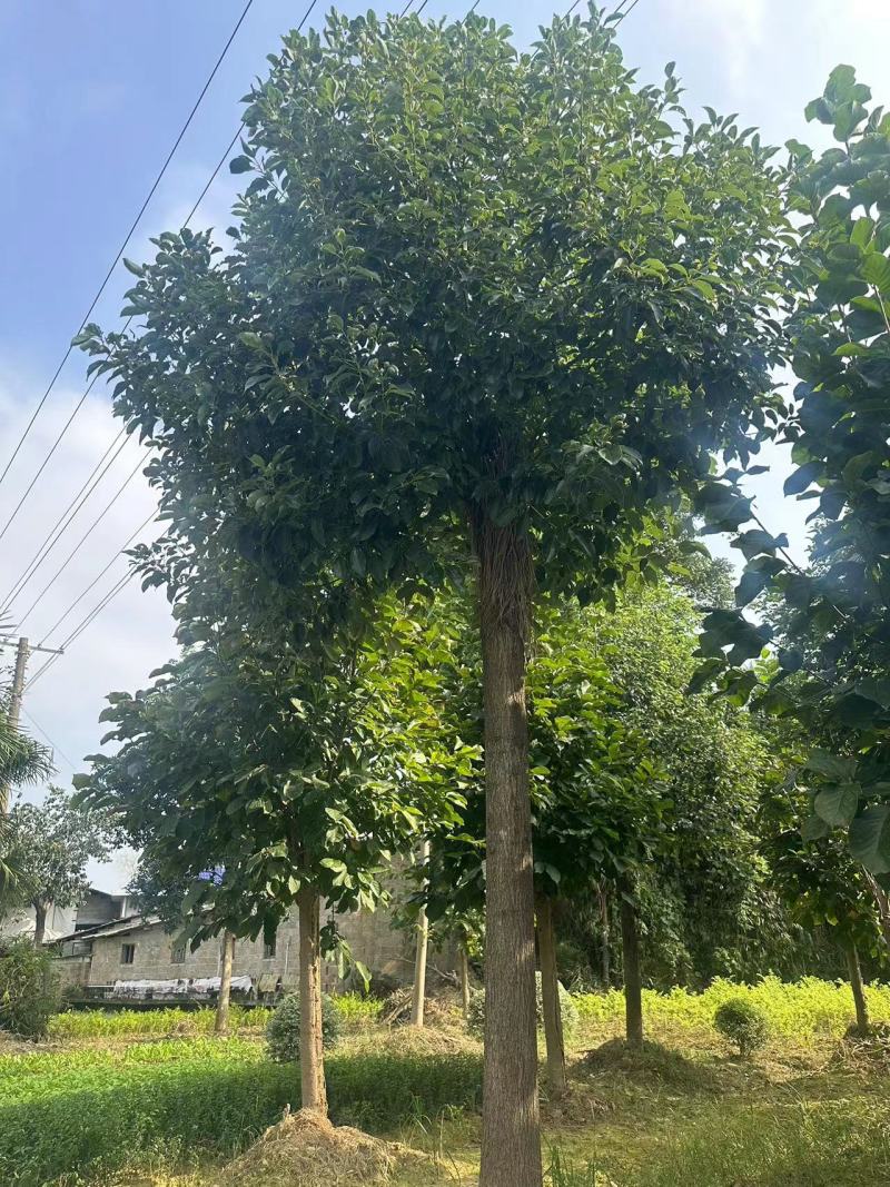 乐昌含笑树苗深山含笑大树行道树耐寒耐旱热景观四季常青
