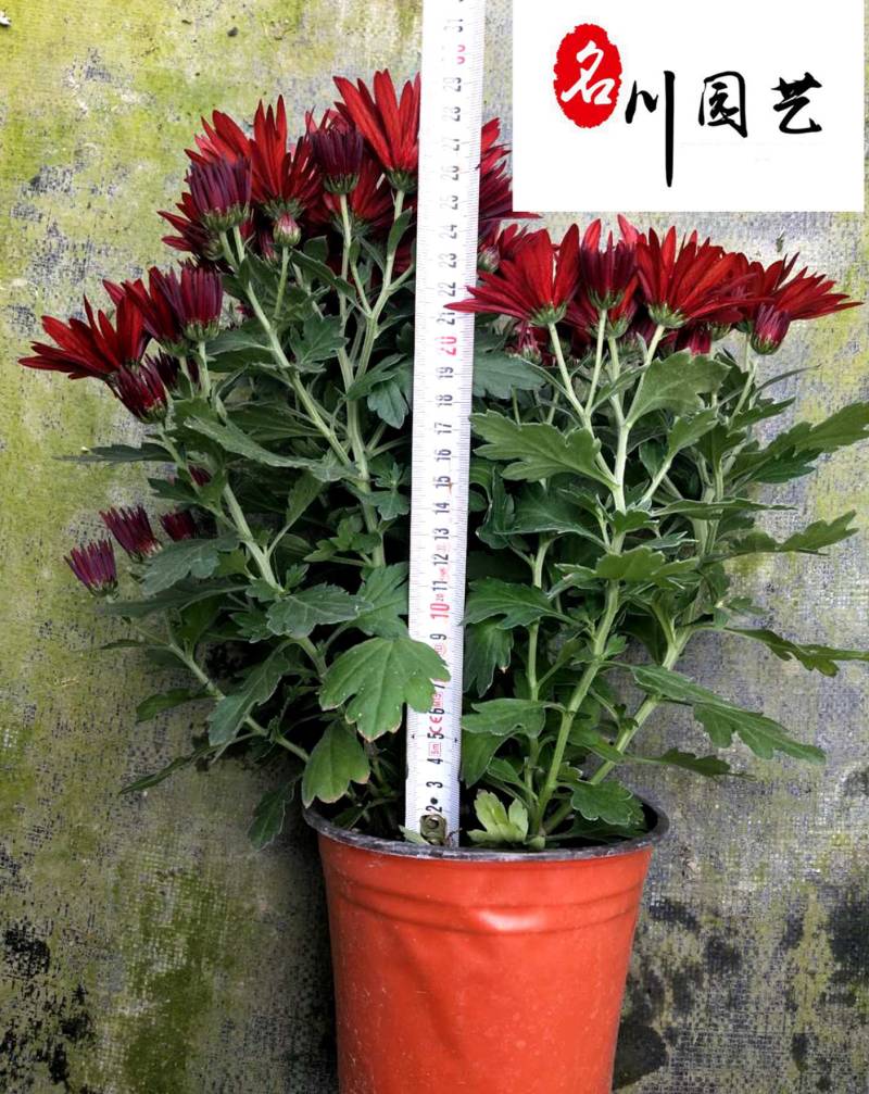荷兰菊基地直供色彩丰富花境花坛绿化带花卉量大价优