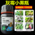 佳乐夫灰霉小黑瓶灰霉病叶霉病菌核病腐霉病预防治疗生物菌