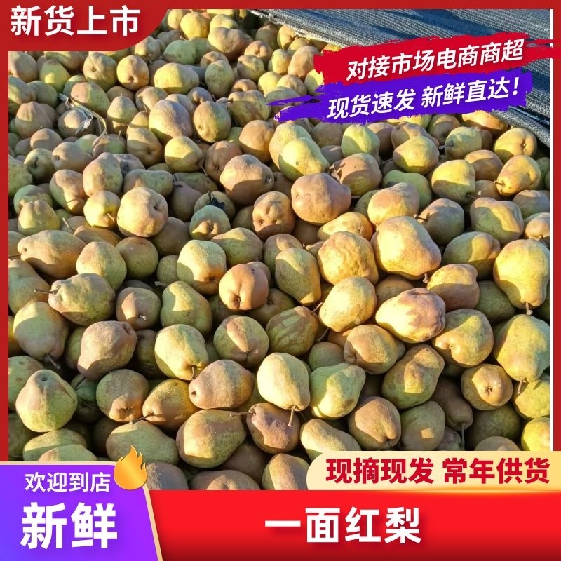 一面红梨大量现货供应，品质保证，自家种植，欢迎来电洽谈