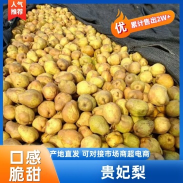 辽宁贵妃梨，自产自销大量现货供应，可视频看货对接全国客商