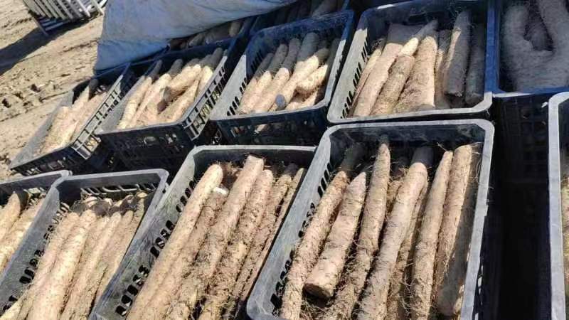 新疆白玉山药供应电商市场超市基地一手货源保质量