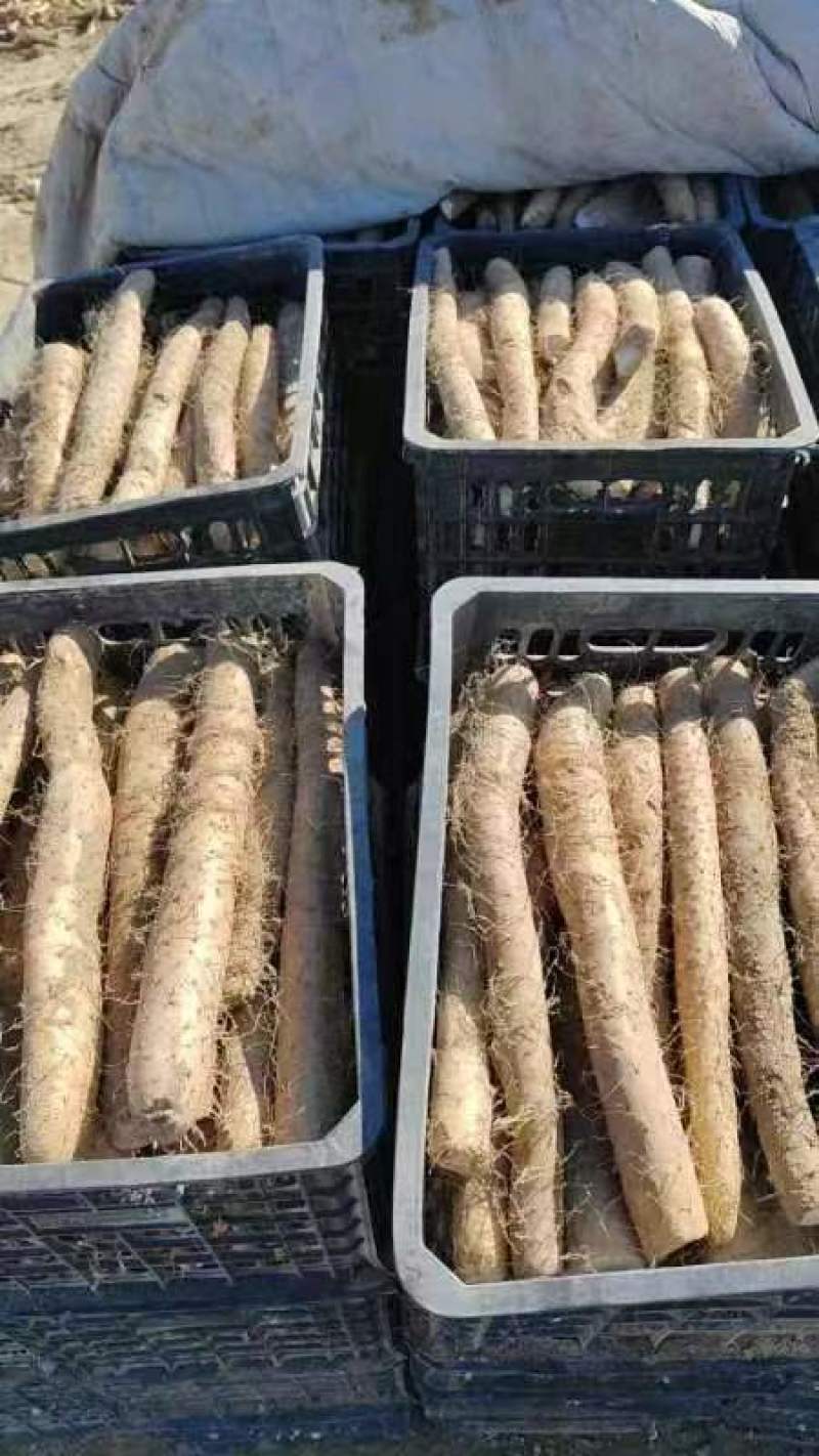 新疆白玉山药供应电商市场超市基地一手货源保质量