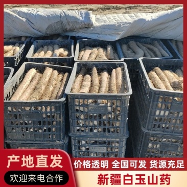 新疆白玉山药供应电商市场超市基地一手货源保质量