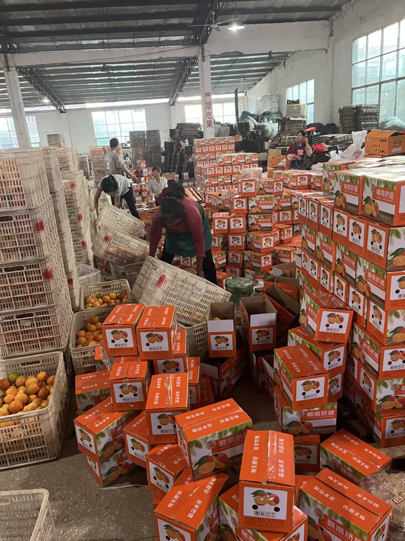 正宗赣南脐橙日发货万件公司福利接抖音淘宝京东团购一件代发