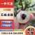 【招代理】石峡龙眼/一件代发/产地直发/一手货源