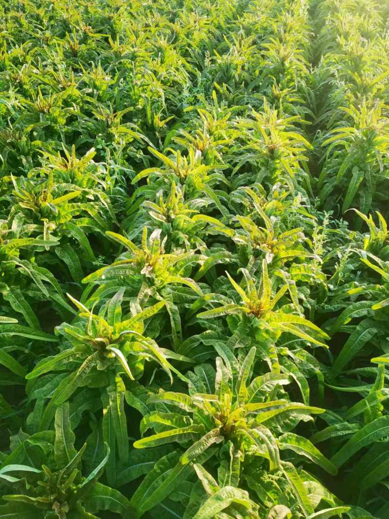 【进店咨询】青皮莴笋物美价优量大发货视频看货全国发货