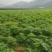 2024年鲜货当归当季现货基地直发量大价优欢迎选购