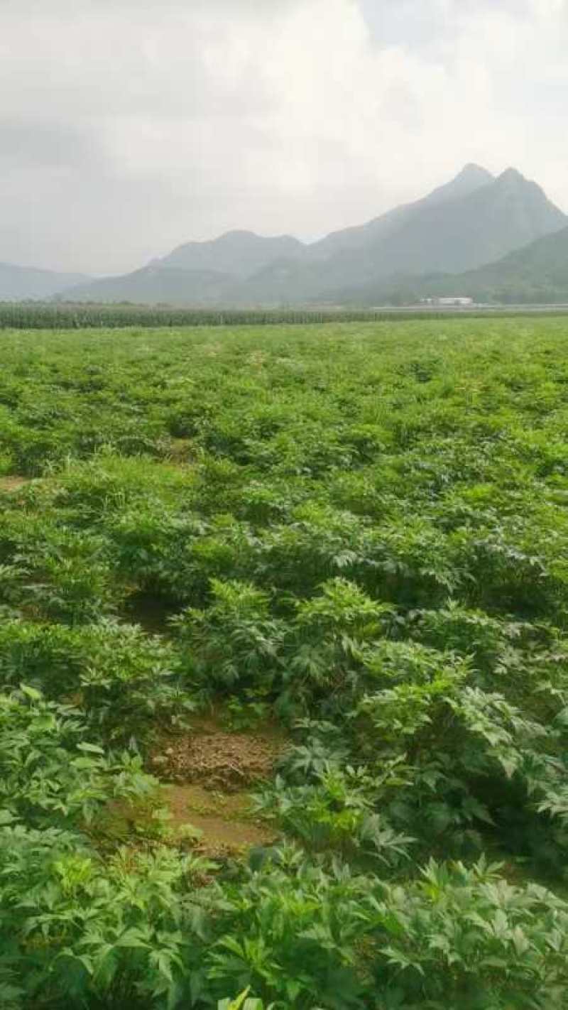 辽宁丹东当归干货当归直发价格实惠欢迎选购对接药厂药