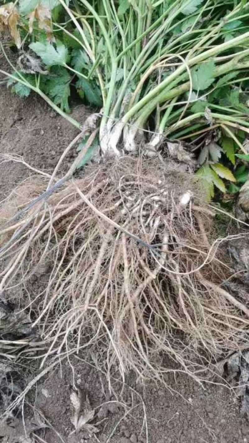 辽宁丹东当归干货当归直发价格实惠欢迎选购对接药厂药
