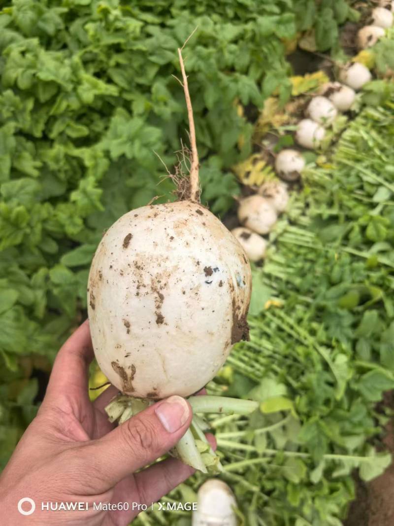 精品川渝圆萝卜上市，8吨起批，洗货泥货都可以安排