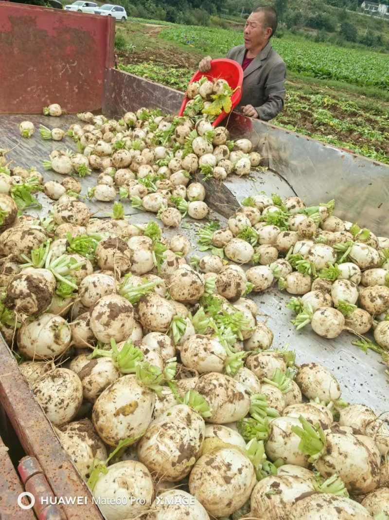 精品川渝圆萝卜上市，8吨起批，洗货泥货都可以安排