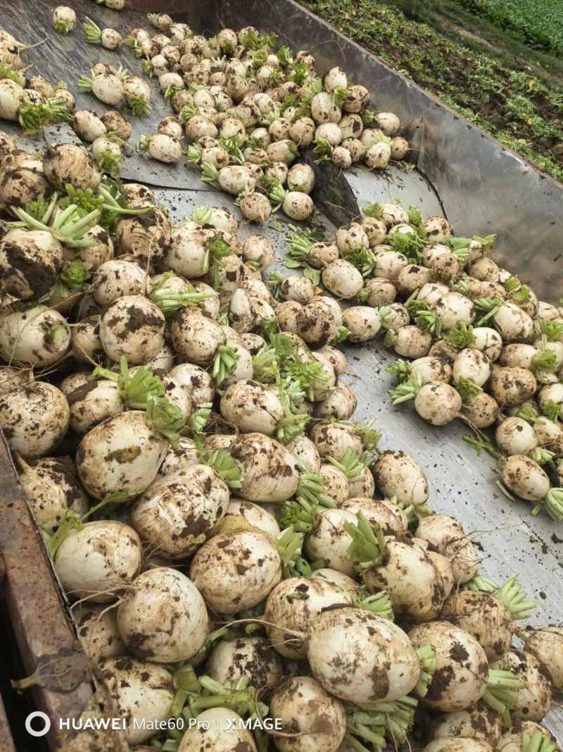 精品川渝圆萝卜上市，8吨起批，洗货泥货都可以安排