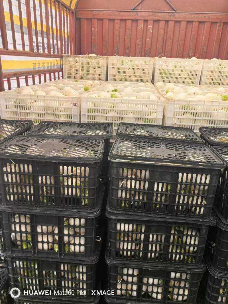 精品川渝圆萝卜上市，8吨起批，洗货泥货都可以安排