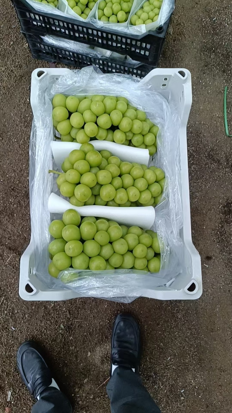 辽宁阳光玫瑰葡萄产地直发一手货视频看货量大优惠