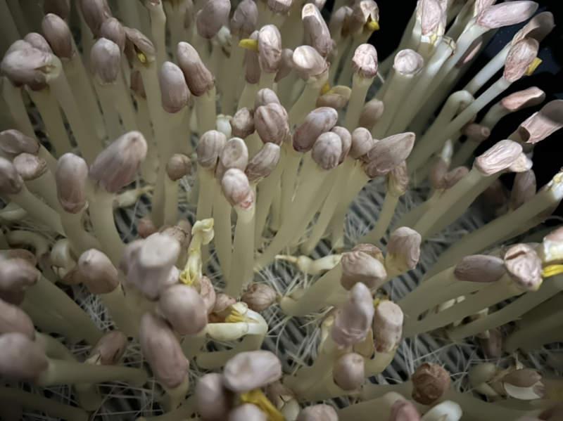 新鲜山东花生芽，保鲜发货，口感鲜美，有需要的联系