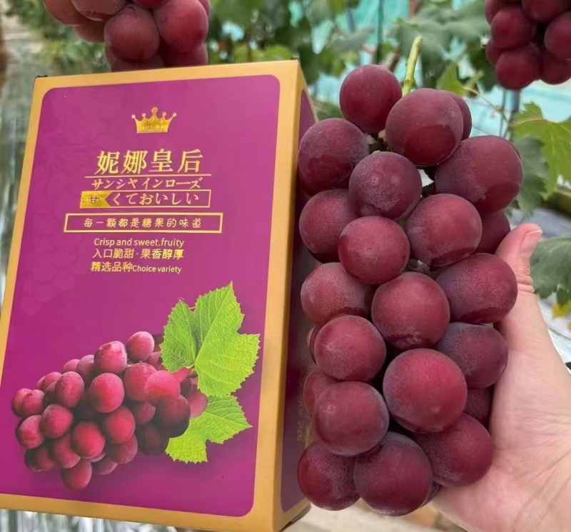 辽宁妮娜皇后葡萄品质至上一手货源视频看货