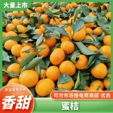 蜜桔陕西蜜桔大量上市，对接各大商超市场电商，品质保证