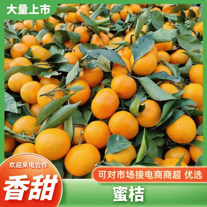 蜜桔陕西蜜桔大量上市，对接各大商超市场电商，品质保证