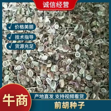 前胡种子纯新前胡种子干净无杂质品质保证