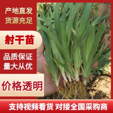 射干苗自家苗圃一手货源保质保量欢迎来电