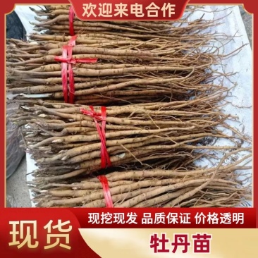 牡丹苗油用牡丹苗可观赏可药用现挖现发提供技术指导