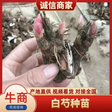 优质白芍芽/白芍种苗/芍药芽块品质保证诚信经营