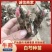 优质白芍芽/白芍种苗/芍药芽块品质保证诚信经营